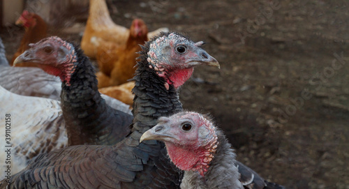 Don't eat us on Thanksgiving. Vegetarianism concept. We are live turkeys. We also want to live. A herd of turkeys on the farm. Copy space. Beautiful and proud turkeys with smart eyes. Banner