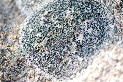 Wallpaper Mural Lichen on a stone close up, selective focus. Natural texture. Camouflage background. Torontodigital.ca