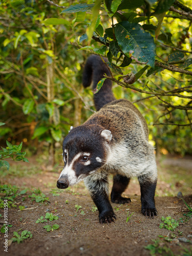 White-nosed Coati - Nasua narica, known as the coatimundi, member of the family Procyonidae (raccoons and their relatives). Local Spanish names for the species include pizote, antoon, and tejon © phototrip.cz