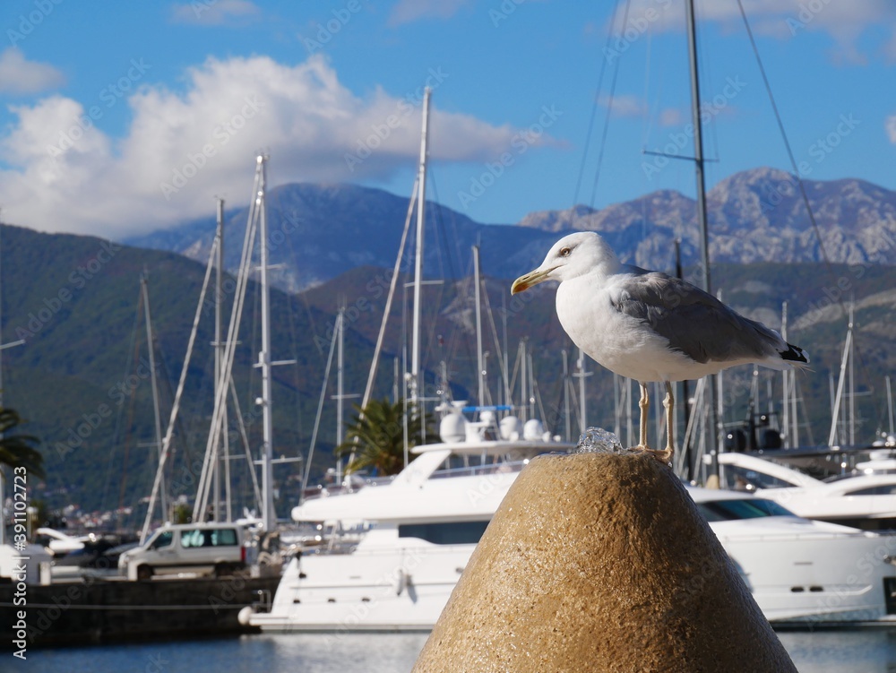 Large white seagull sits at the fountain in the port against the backdrop of mountains and yachts Large white seagull sits at the fountain in the port against the backdrop of mountains and yachts