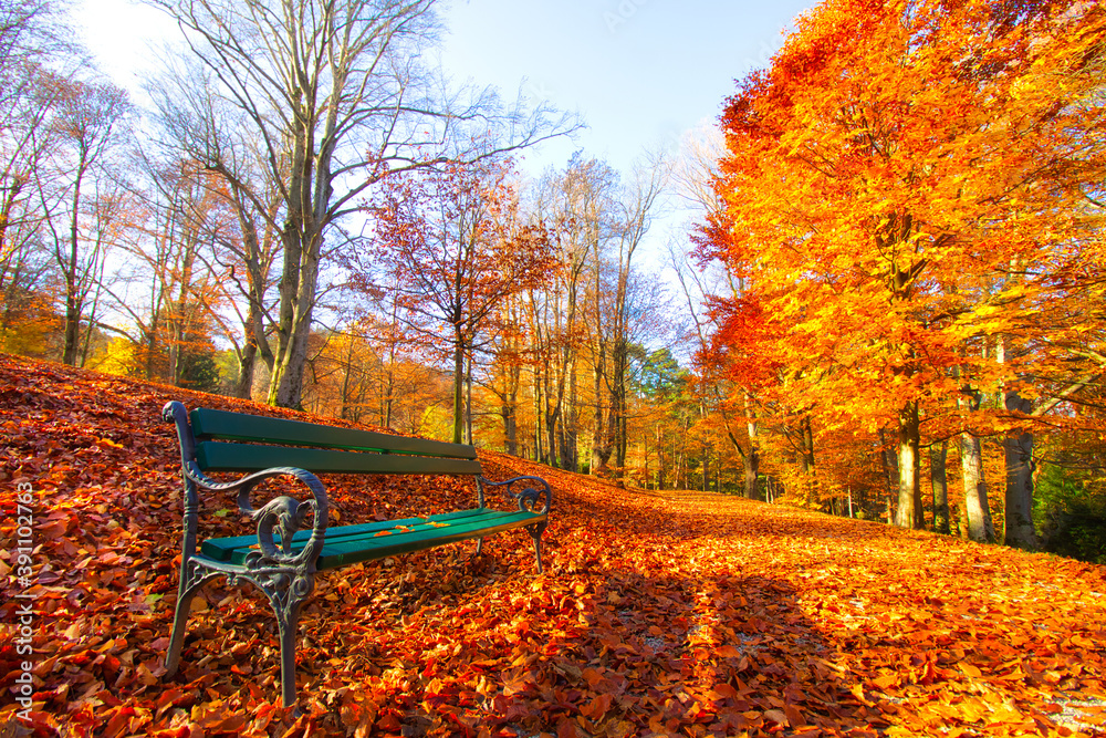 A park bench with the panoramic view of a lovely autumnal forst. A park bench with the panoramic view of a lovely autumnal forst.