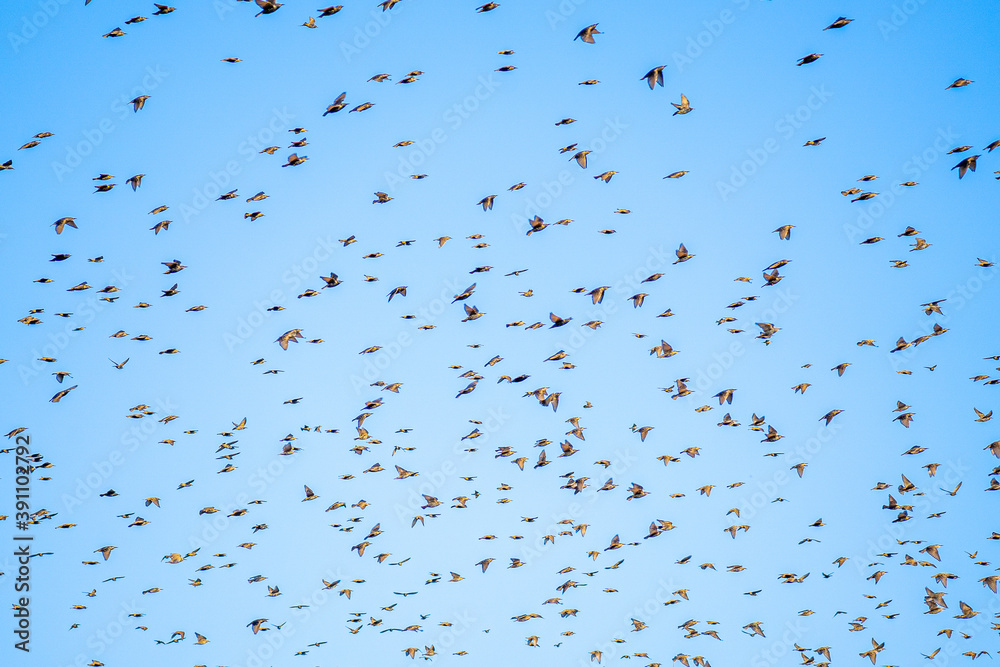 Flying birds. Birds silhouettes. Blue color sky background. Bird species: Common Starling. Huge flocks of starlings.