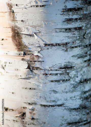 birch tree bark close-up. Natural forest texture. Selective focus