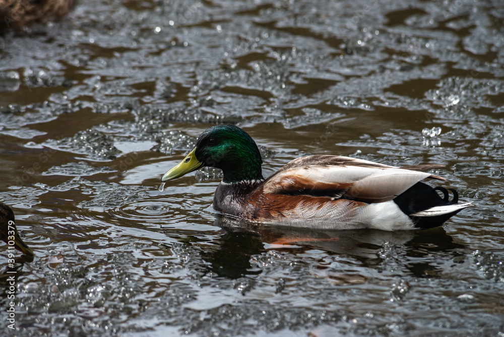 Nice wild young duck on winter lake hunting survive nature
Nice wild young duck on winter lake hunting survive nature