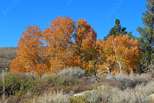 Fall Colors in California