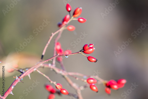 red berries on a branch