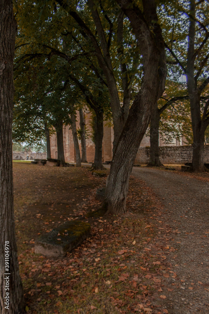 Fototapeta premium Calm walk path for promenades in the forest. The sequence of tall straight and curvy tree trunks along the road. Yellow foliage on the floor. No people around.