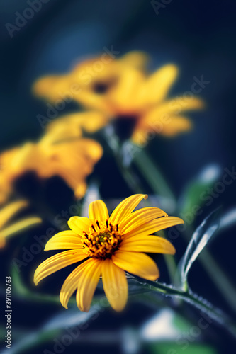 Small yellow bright summer flowers on a background of blue and green foliage in a fairy garden. Macro artistic image.