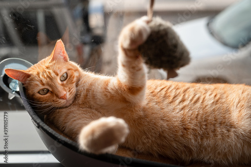 gato atigrado de color marrón acostado en una hamaca junto a la ventana, juega con un ratón de juguete photo