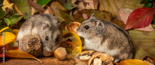 little pet hamster - Phodopus sungorus - close up