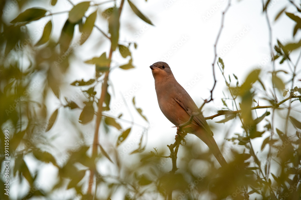 Grey Hypocolius perched on acacia tree in the morning, Bahrain