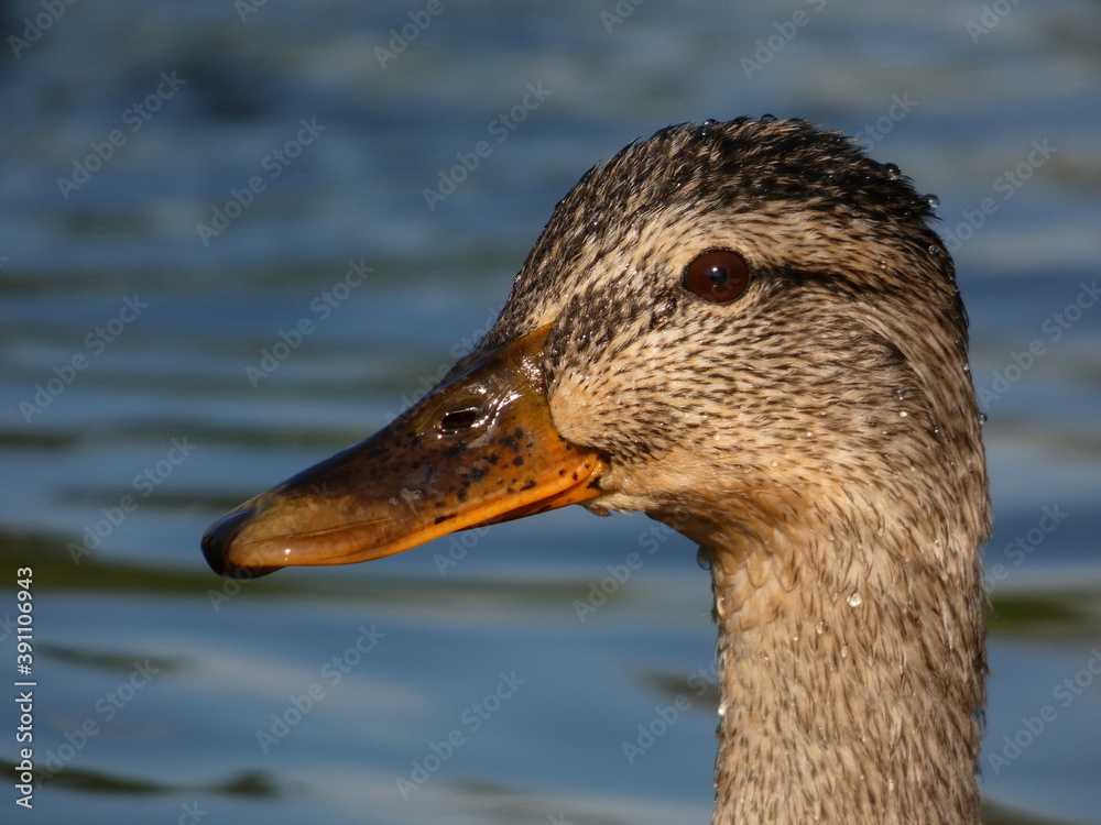 Female mallard (Anas platyrhynchos) - portrait of wet duck with blue water in the background, Gdansk, Poland Female mallard (Anas platyrhynchos) - portrait of wet duck with blue water in the background, Gdansk, Poland