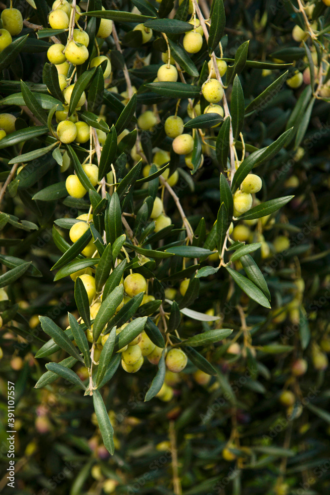 Olivos.Benimussa.Ibiza.Balearic islands.Spain.