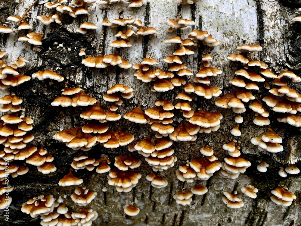 mushrooms on a fallen tree macro mushrooms on a fallen tree macro