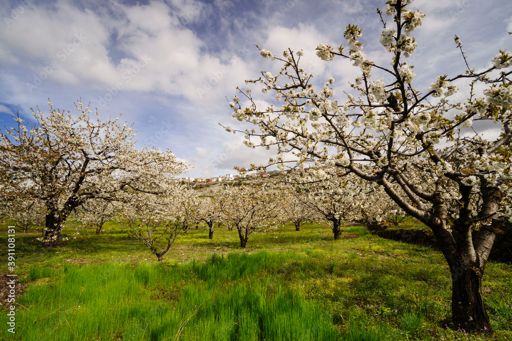 cerezos en flor -Prunus cerasus-, laderas de Piornal, valle del Jerte, Cáceres, Extremadura, Spain, europa