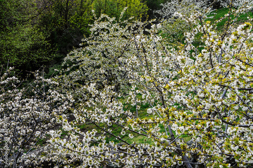 cerezos en flor -Prunus cerasus-, Garganta de los Infiernos, sierra de Tormantos, valle del Jerte, Cáceres, Extremadura, Spain, europa