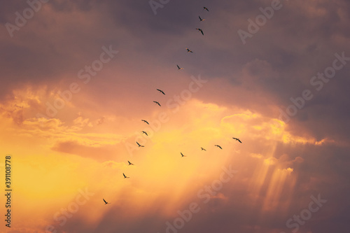 Flock Of Ducks Flying In Sunny Sunset Autumn Spring Sky During Their Migration. Altered Sunrise Sky © Grigory Bruev