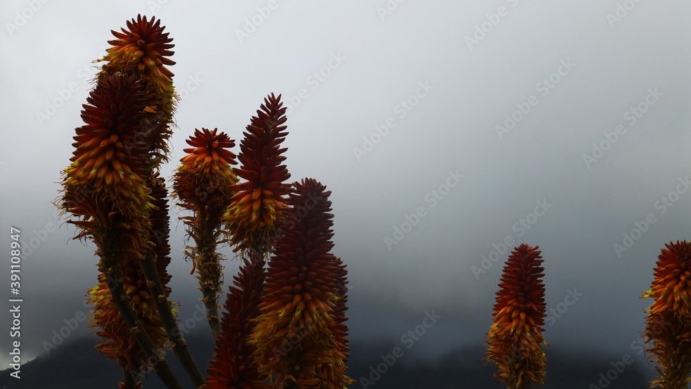 FLOWERS WITH CLOUDS FLOWERS WITH CLOUDS