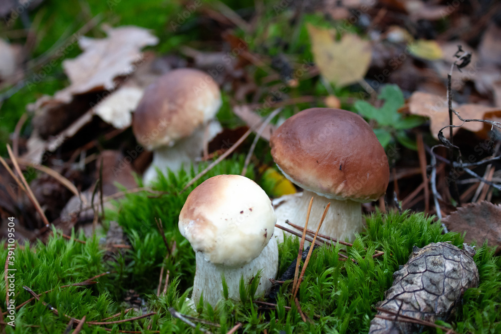 White mushrooms. Forest mushroom in green grass White mushrooms. Forest mushroom in green grass