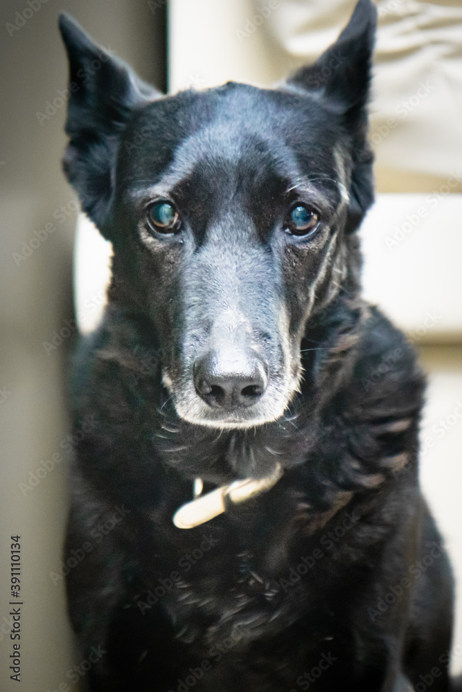 portrait of a black dog portrait of a black dog