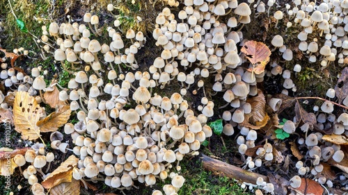 Tableau sur toile Small mushrooms on dead wood - Coprinellus disseminatus