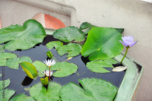 Several water lilies blooming in a bowl