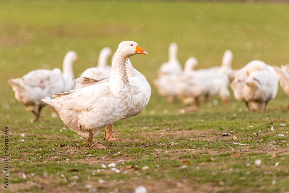 A lot of white fattening geese on a meadow A lot of white fattening geese on a meadow