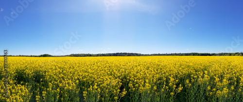 blooming yellow rapeseed field