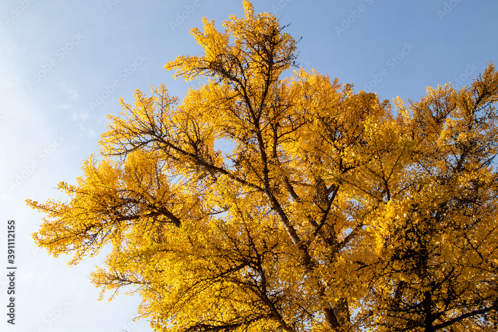 Fototapeta premium autumn tree in the park