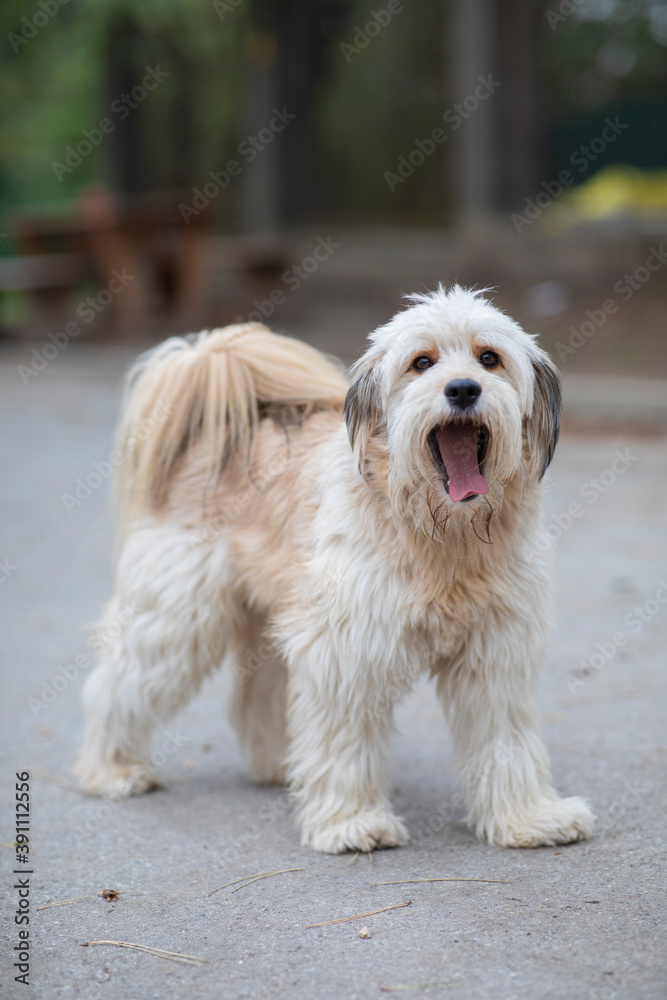 Beautiful mixed breed dog outside Beautiful mixed breed dog outside