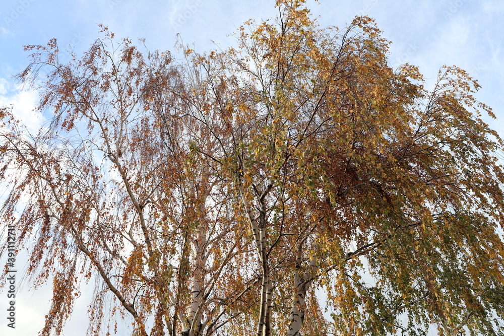 Obraz premium Bouleau en automne, portant des feuilles aux couleurs automnales, ville de Corbas, France