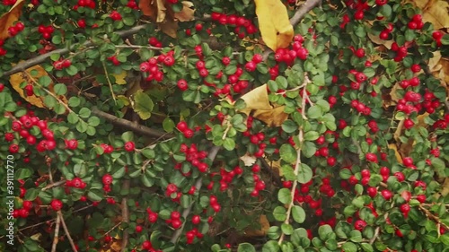 Berry fruits on branches of autumnal decorative bush, christmas plant for garland