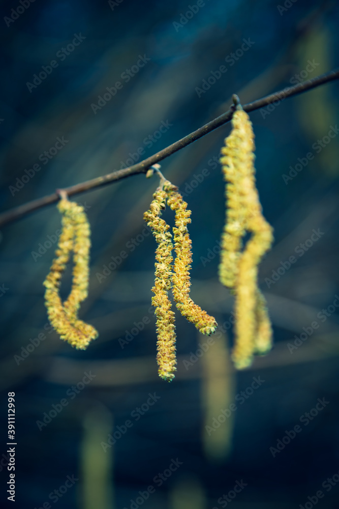 Naklejka premium closeup of hazelnut blossom hanging on twig with blue background