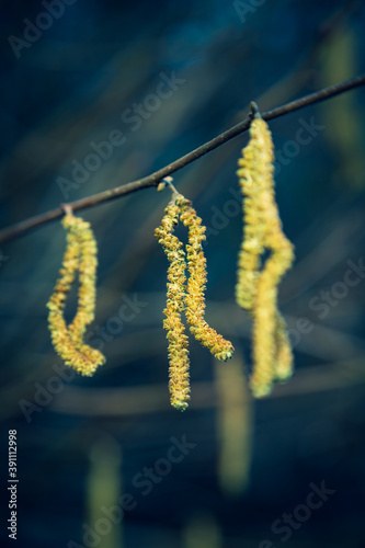 closeup of hazelnut blossom hanging on twig with blue background