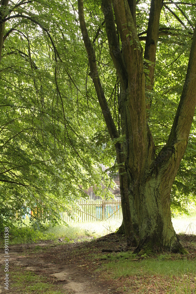Naklejka premium Road and linden avenue