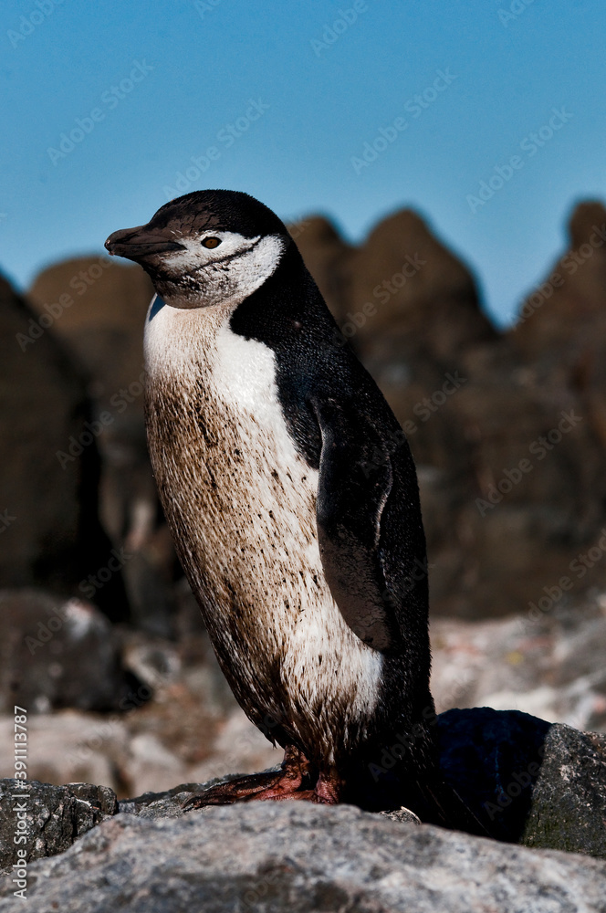 Fototapeta premium Chinstrap