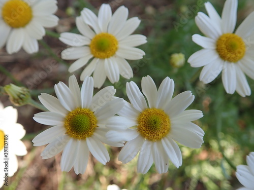 Jastrun w  a  ciwy  z  ocie   w  a  ciwy  Leucanthemum vulgare  ox-eye daisy