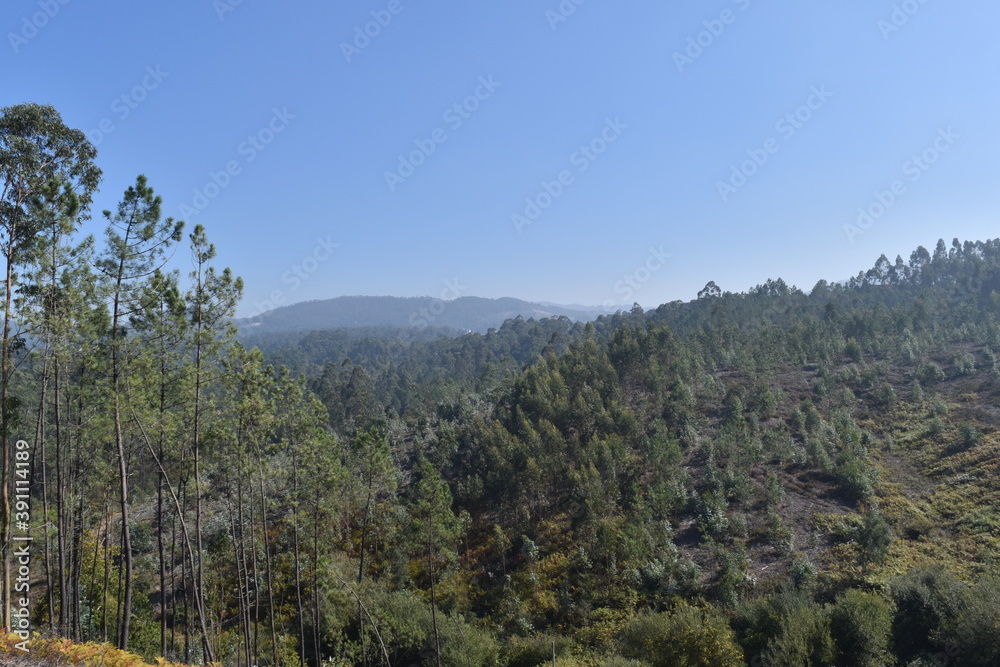 Obraz premium forest in the mountains