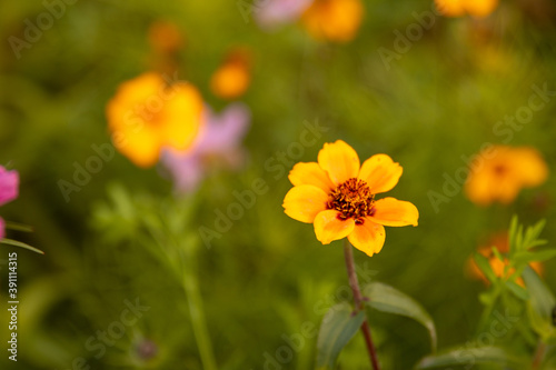 yellow flowers in the garden © Lorant