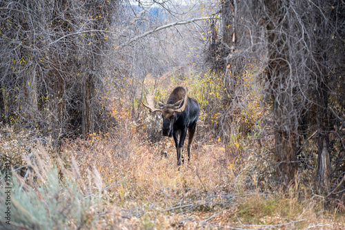 Bull elk in the woods