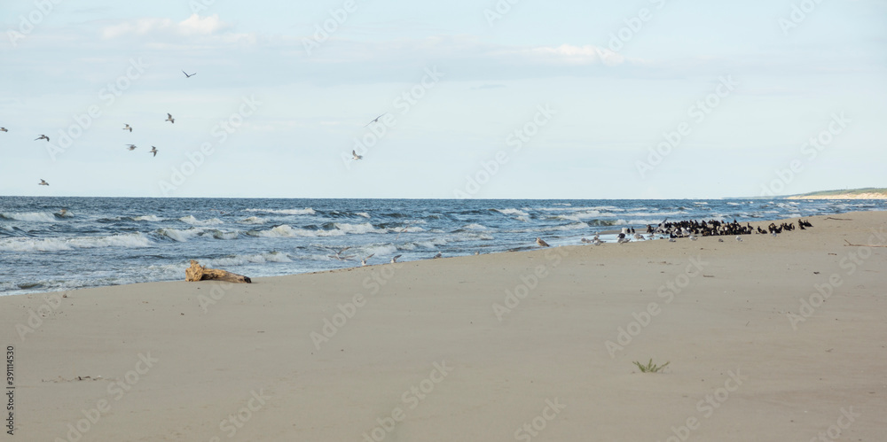 black cormorant and sea gulls on a beach