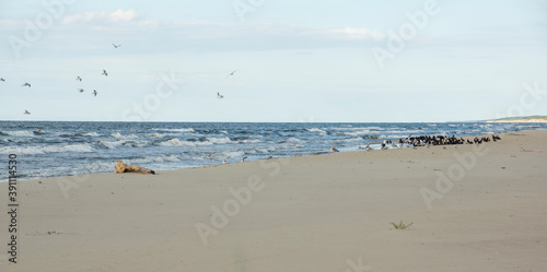 black cormorant and sea gulls on a beach