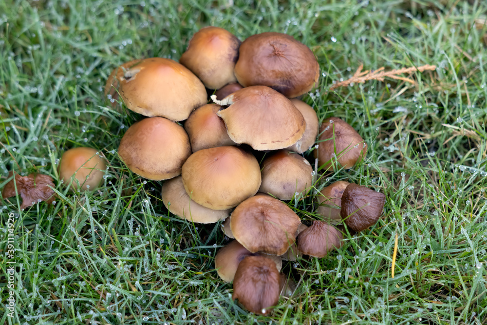 Sulphur Tuft Fungus (Hypholoma Fasciculare) growing in the grass Sulphur Tuft Fungus (Hypholoma Fasciculare) growing in the grass