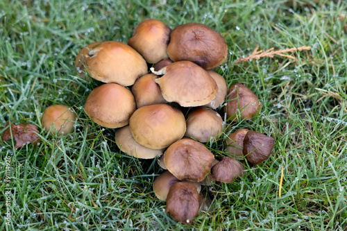 Sulphur Tuft Fungus (Hypholoma Fasciculare) growing in the grass
