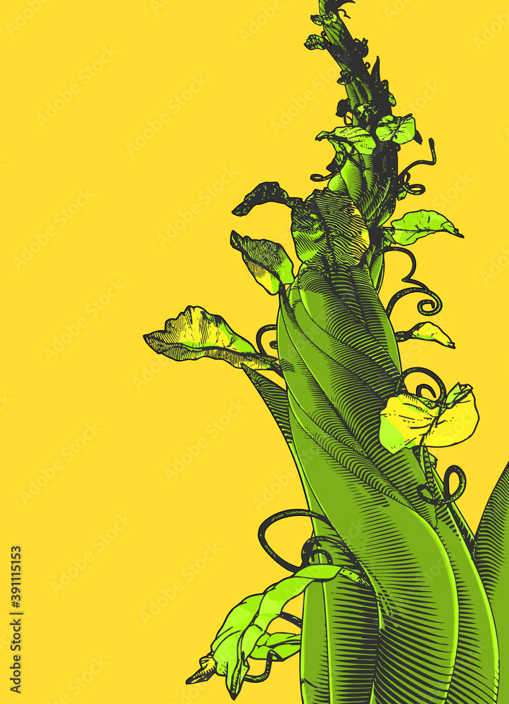 Colorful vintage drawing beanstalk illustration isolated on yellow BG