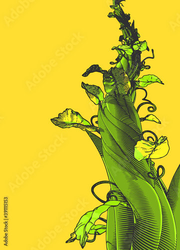 Colorful vintage drawing beanstalk illustration isolated on yellow BG