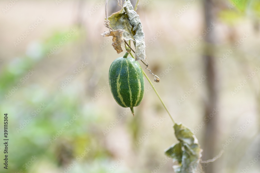 Japanese snake gourd / cucurbitaceae vine plant.