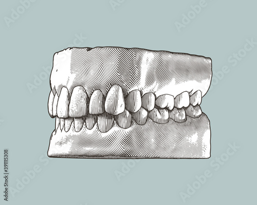 Vintage human tooth and gum illustration on gray BG