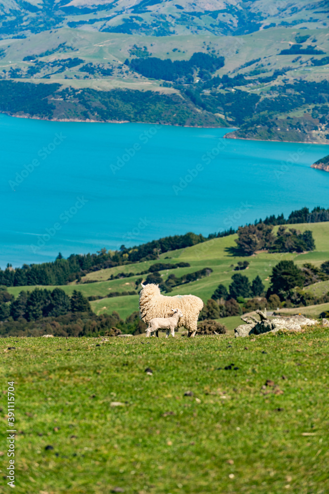 Fototapeta premium sheep in the mountains