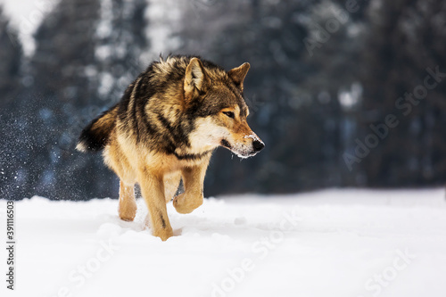 male gray wolf  Canis lupus   very close up portrait  dangerous animal